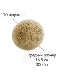 20 неделя дыня.jpg